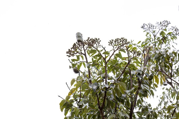 Photo stinkingtoe tree with fruits