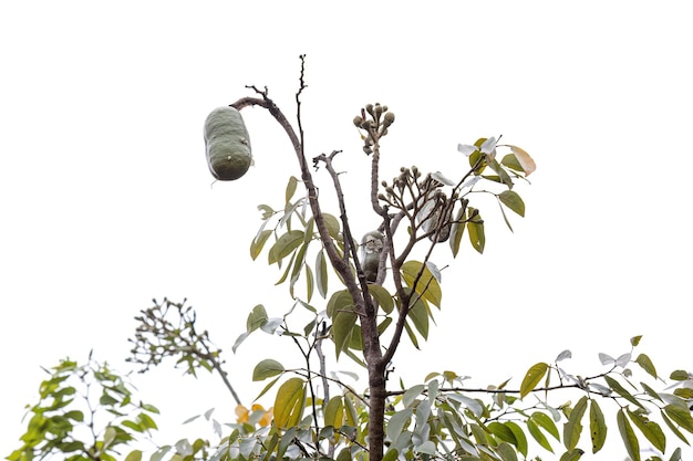 Photo stinkingtoe tree with fruits