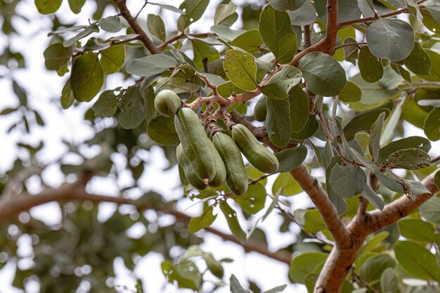 Photo stinkingtoe tree with fruits