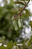 Photo stinkingtoe tree with fruits