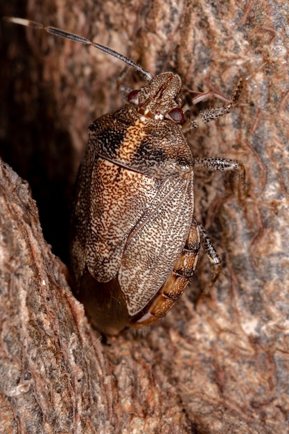 Stinkwants van het geslacht Antiteuchus