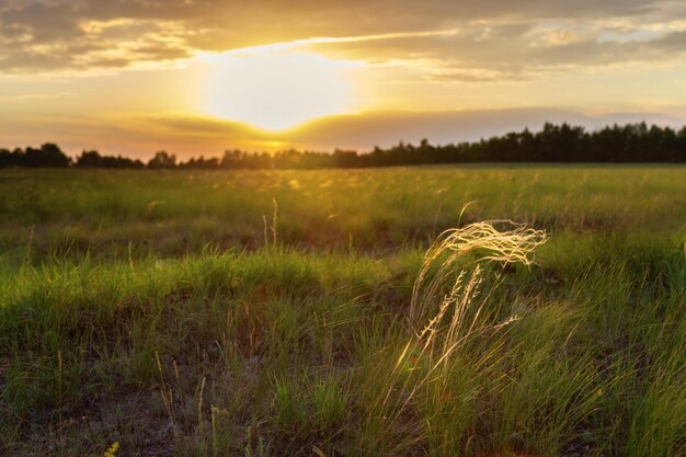 Stipa capillata ковыль в степи на закате Природная среда