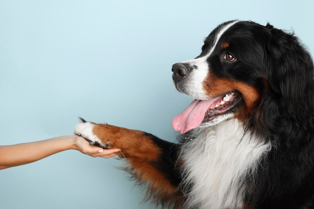 淡い青色の背景にバーニーズ ・ マウンテン ・ ドッグ犬と孤立した背景に人間の手のスタジオ ショット犬は所有者に足を与える男は足で犬を保持します。