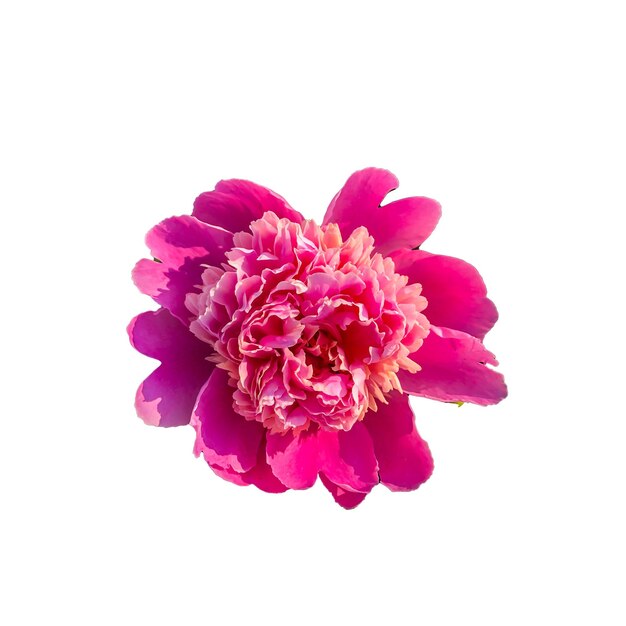 Photo stock foto flower pink peon beautiful summer flower