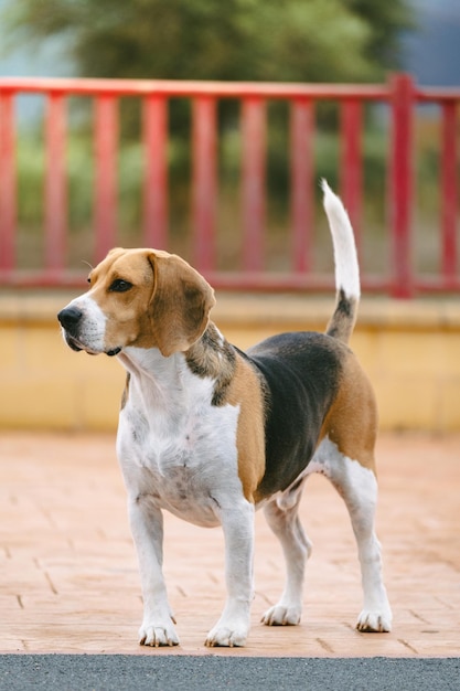 Stock foto van een Beagle hond die speelt en blaft naar de camera