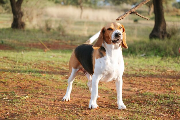 Stock foto van een Beagle hond die speelt en blaft naar de camera