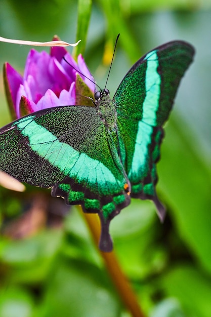 Stock foto van Emerald Swallowtail vlinder rustend op paarse bloem