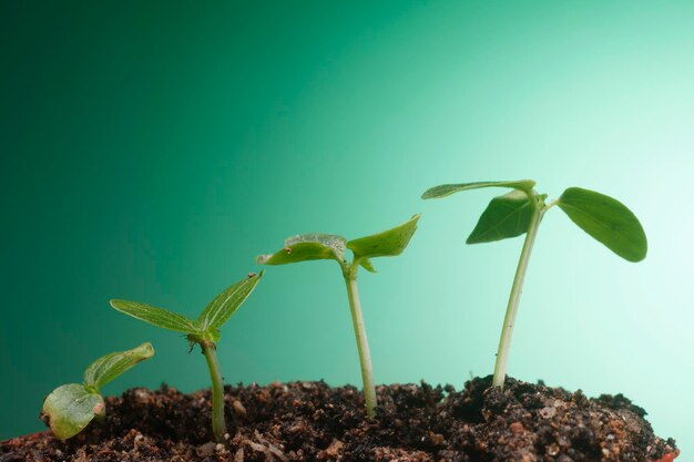 Foto immagine di stock progresso della coltivazione di piccole piante