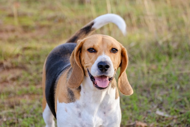 Foto foto di stock di un cane beagle che gioca e abbaia alla telecamera