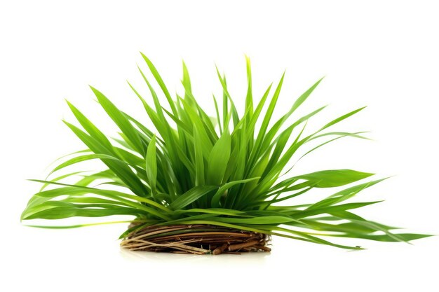 stock photo of Green reeds white isolated background Generative AI