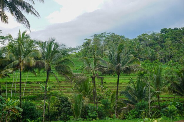 インドネシアの自然風景のストック写真 緑の米畑と森と朝の太陽