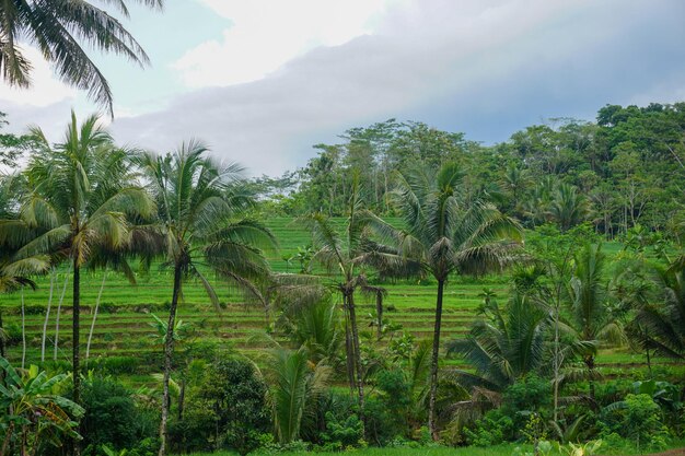 Photo stock photo of indonesian natural scenery with green rice fields and forest in the morning sun