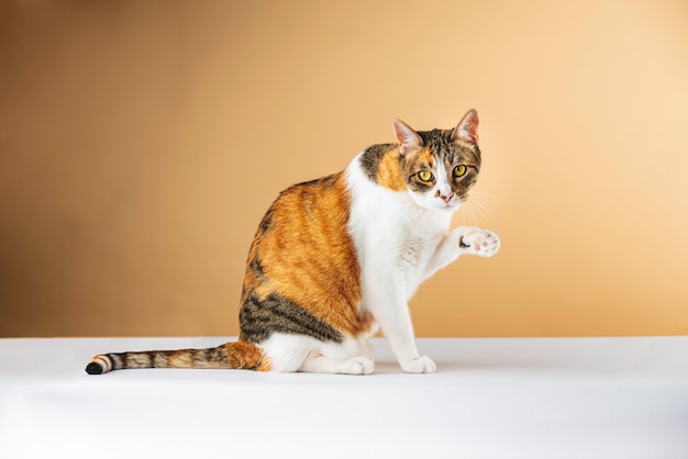 Stock photo sitting cat waving with paw