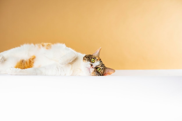 じっと見つめて横たわっているストックフォトの猫