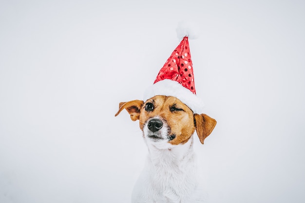 stock photography white and brown dog breed jack russell with christmas hat on white