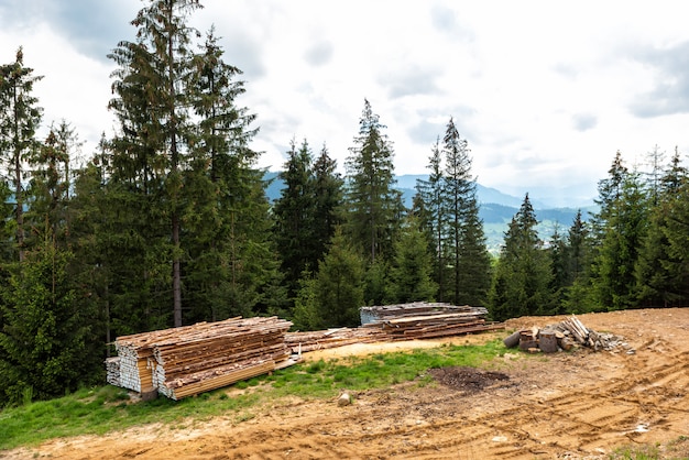 Le scorte di materie prime di legno vengono essiccate su una collina nella foresta