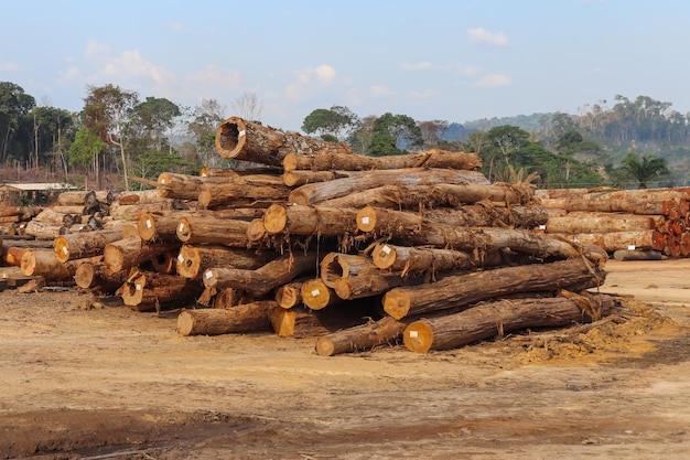 Stockyard with piles of native wood logs extracted from a brazilian Amazon rainforest