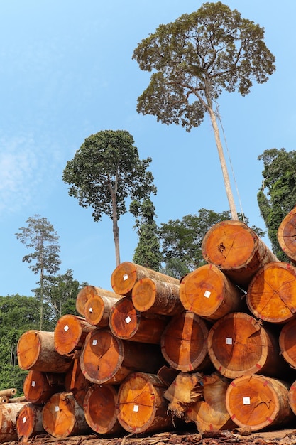 Foto stoepplaats met stapels inheemse houtblokken uit een braziliaans amazone regenwoud
