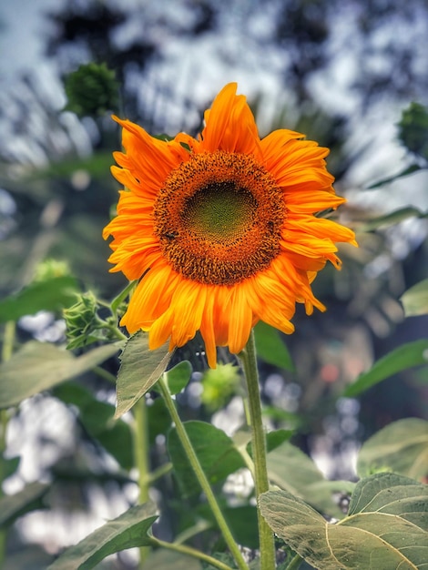 Foto stoere mooie gele zomerzonnebloemen