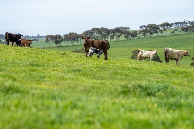 Stoeterij Angus wagyu Murray grijs Melk- en vleeskoeien en stieren grazen op gras en weiland in een veld De dieren zijn biologisch en worden met vrije uitloop gekweekt op een landbouwbedrijf in Australië