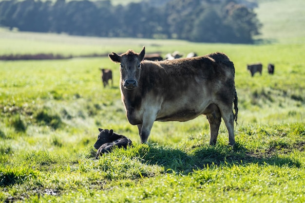 Stoeterij Angus wagyu Murray grijs Melk- en vleeskoeien en stieren grazen op gras en weiland in een veld De dieren zijn biologisch en worden met vrije uitloop gekweekt op een landbouwbedrijf in Australië