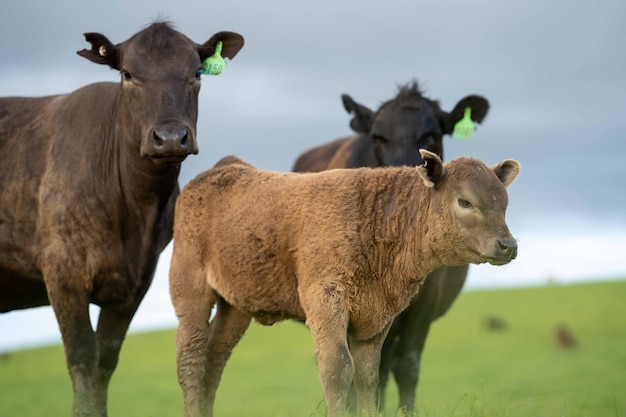 Stoeterij Beef stieren en koeien grazen op gras in een veld in Australië rassen omvatten spikkel park murray grijs angus brangus en wagyu