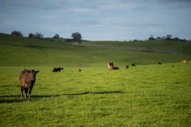 Stoeterij Beef stieren en koeien grazen op gras in een veld in Australië rassen omvatten spikkel park murray grijs angus brangus en wagyu