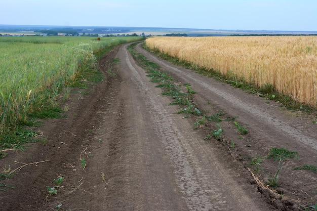 stoffige weg met tarweveld langs de weg en heldere hemel kopieerruimte