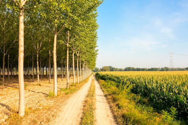 Stoffige weg op het Italiaanse platteland