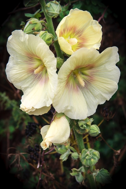 Stokroos (Alcea) Bloeit in Happisburgh Norfolk