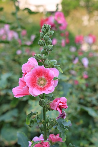 Stokroosbloem in een tuin