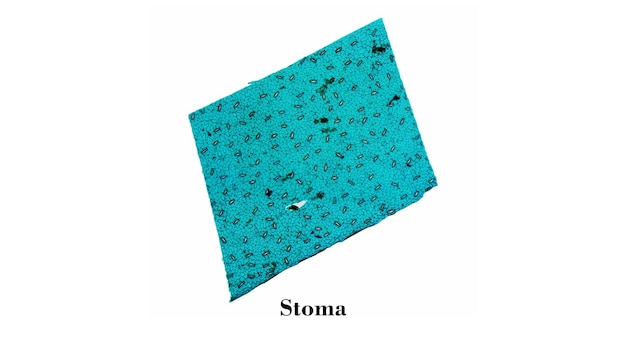 Stoma light micrograph