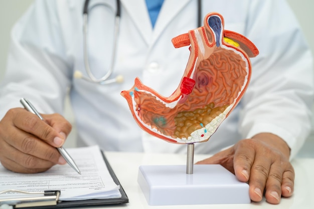 Stomach disease doctor with anatomy model for study diagnosis and treatment in hospital