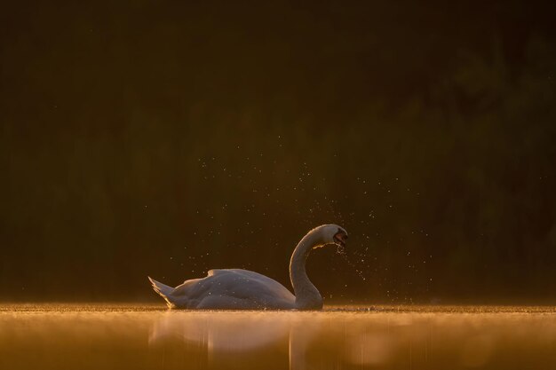 Stomme zwaan zwemt op het water bij zonsondergang prachtige oranje landschap Wildlife foto