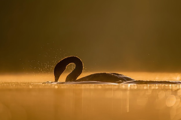 Stomme zwaan zwemt op het water bij zonsondergang prachtige oranje landschap Wildlife foto