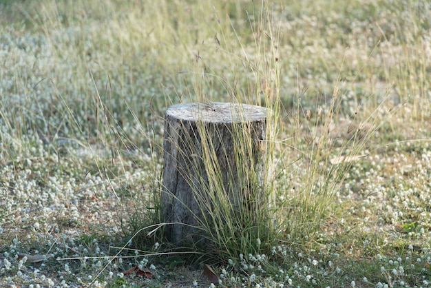 Foto stomp boom plant op groen grasveld