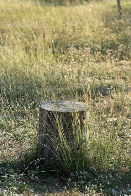 Stomp boom plant op groen grasveld