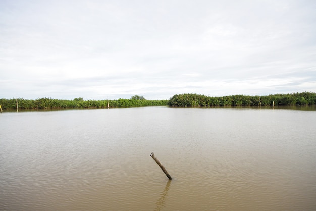 Stomp en mangrovebos in de rivier bij platteland in Thailand