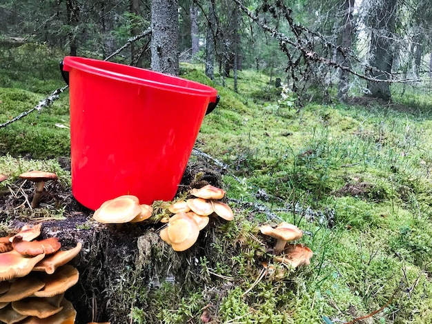 Stomp in het bos met heel veel mooie heerlijke eetbare paddenstoelen met een rode plastic emmer