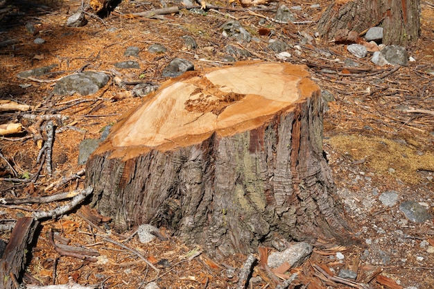 Foto stomp na een vers gesneden pijnboomboom in het bos - het concept van het ontbossingsbeeld