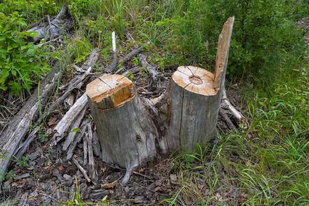 Stomp op het groene gras in het bos in de zomer.