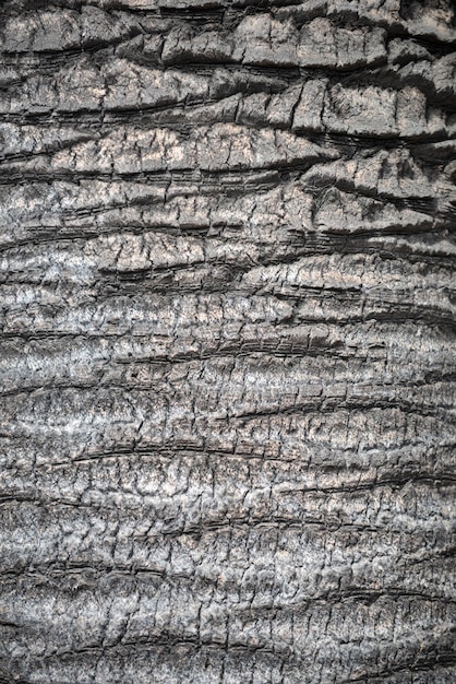 Stomp schors textuur hout palm kokosnoot boom textuur achtergrondpatroon