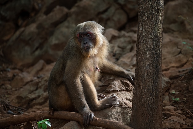 Stomp van de steel verwijderde macaques die op de rots in bos, thailand rusten