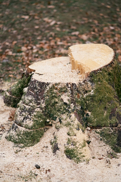 Stomp van een omgehakte bemoste boom met een bosje zaagsel eromheen