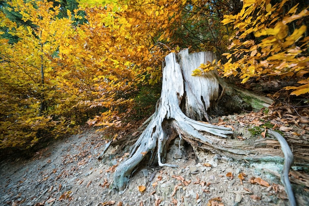 Stomp van gekapte boom met rommelige wortels in kleurrijke herfst bos