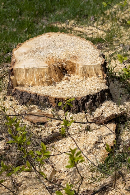 Stompen en takken achtergelaten na het kappen in het bos