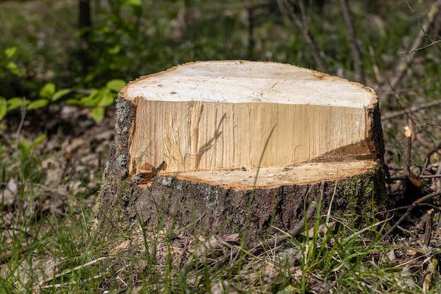 Stompen en takken achtergelaten na het kappen in het bos