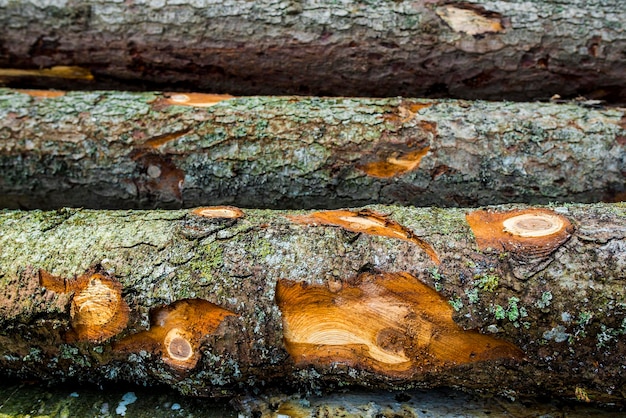 Stompen van bomen in een bos