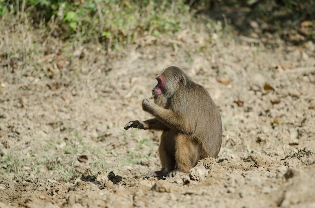 Stompstaart makaak (Macaca arctoides)