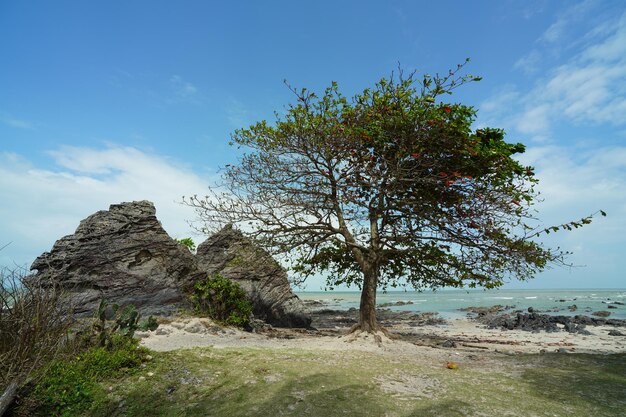 Stone at the beach